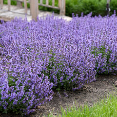 5251644_nepeta_cat_s_pajamas_05