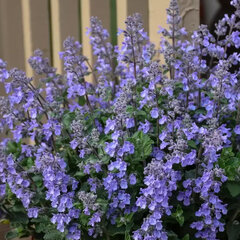 4254623_nepeta_picture_purrfect_01