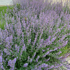 4250822_nepeta_walker_s_low_01