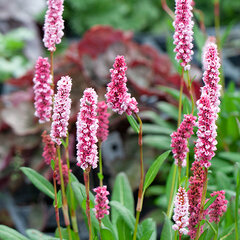 6250557_persicaria_darjeeling_red_03