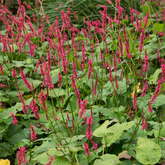 5221289_persicaria_j._s_6