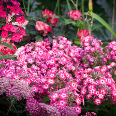 6250920_phlox_famous_coral_05