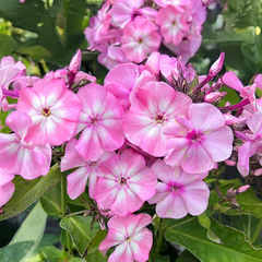 6254707_phlox_famous_pink_eye_01