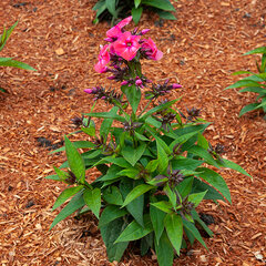 7244369_phlox_flame_watermelon_01