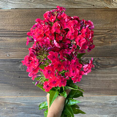 7244369_phlox_flame_watermelon_06