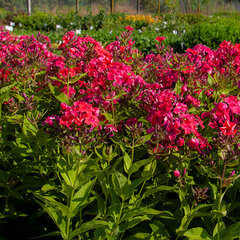 7244369_phlox_flame_watermelon_07