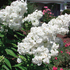 6211587_phlox_flame_white_improved_01