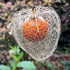 5251842_physalis_a