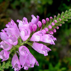 5212904_physostegia_autumn_carnival_01