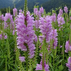 07201143_physostegia_red_beauty_01