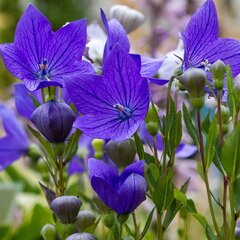 3251895_platycodon_mariesii_02