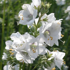 2211896_polemonium_alba_01