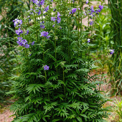 3250921_polemonium_bambino_blue_01