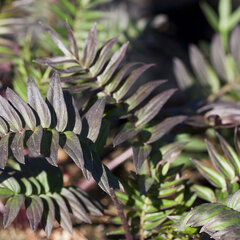7240667_polemonium_bressingham_purple_01