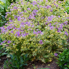 9234017_polemonium_gold_feathers_01