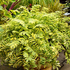 9234017_polemonium_gold_feathers_03