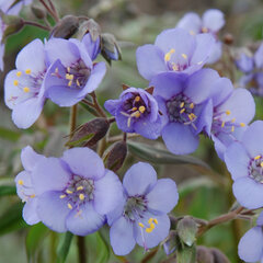 5222242_polemonium_heaven_scent_01