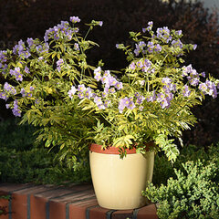5212494_polemonium_lambrook_gold_01