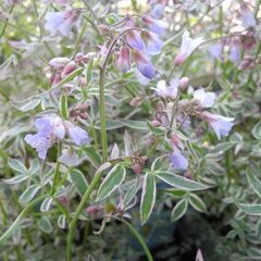 10250766_polemonium_touch_of_class_01