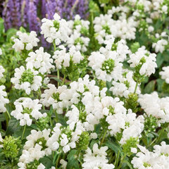 3211898_prunella_alba_01