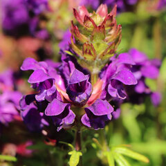 3221899_prunella_bella_blue_01