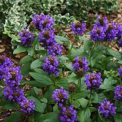 3221899_prunella_bella_blue_02