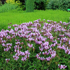 5211900_prunella_bella_pink_01