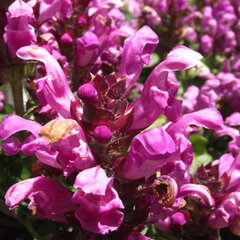 3252633_prunella_rubra_01