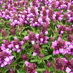 3252633_prunella_rubra_02