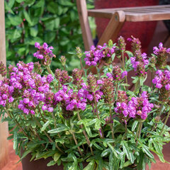 3252633_prunella_rubra_04