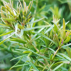 6244356_pycnantheum_flexuosum_01