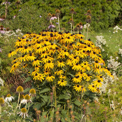 6250388_rudbeckia_goldsturm_02