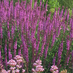 4251848_salvia_amethyst_02