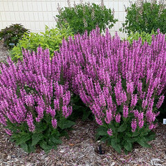 7253651_salvia_back_to_the_fuchsia_03