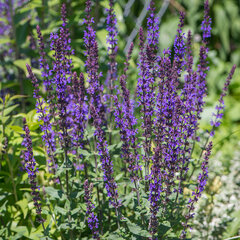 3221170_salvia_blaukonigin_03