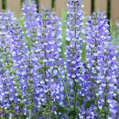 8254742_salvia_fashionista_azure_snow_03