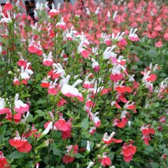 3251696_salvia_hot_lips_01