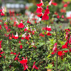 3251696_salvia_hot_lips_03