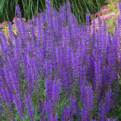 7251389_salvia_mainacht_02