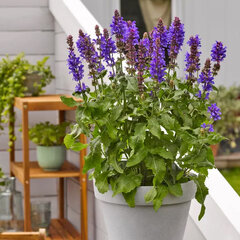 4254627_salvia_marvel_blue_02