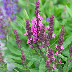 5222912_salvia_midnight_rose_01