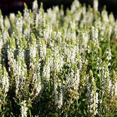 4250670_salvia_nemorosa_sensation_white_03