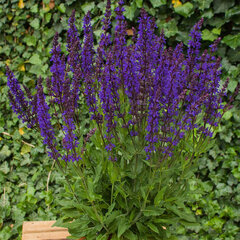 6250823_salvia_night_field_01