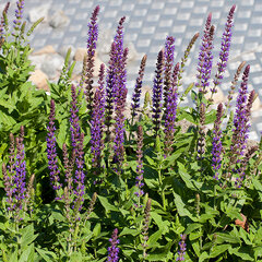 4241089_salvia_ostfriesland_01