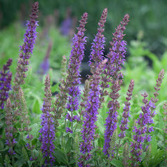 4241089_salvia_ostfriesland_03