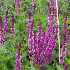 6244361_salvia_pink_paradise_01