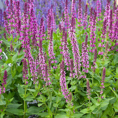 6244361_salvia_pink_paradise_03