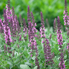 6251023_salvia_sensation_deep_rose_03