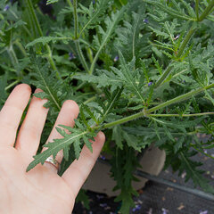 6244358_salvia_x_hybrida_carina_01