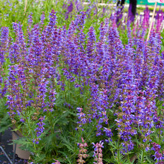 6244358_salvia_x_hybrida_carina_04